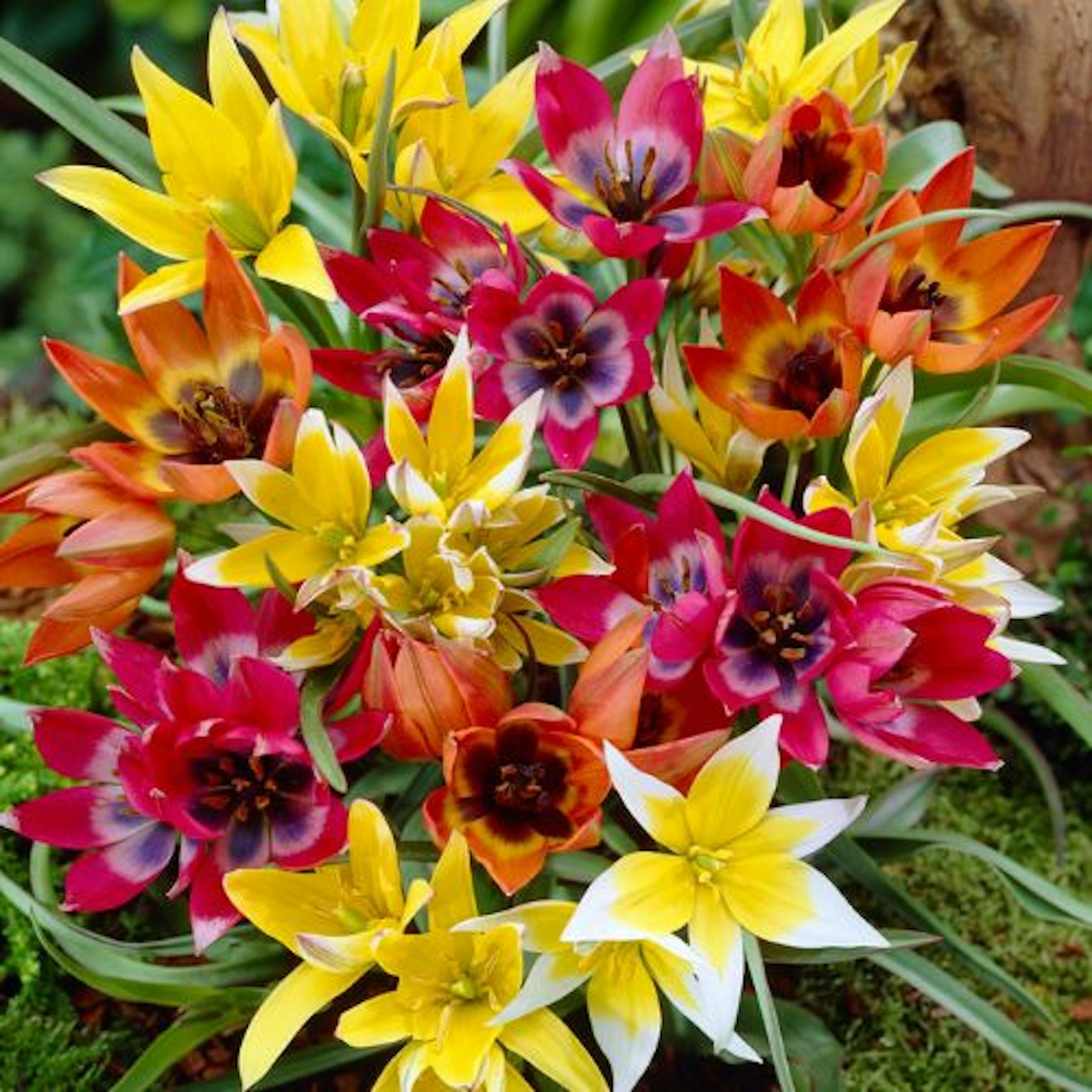 Tulip Species Mixed