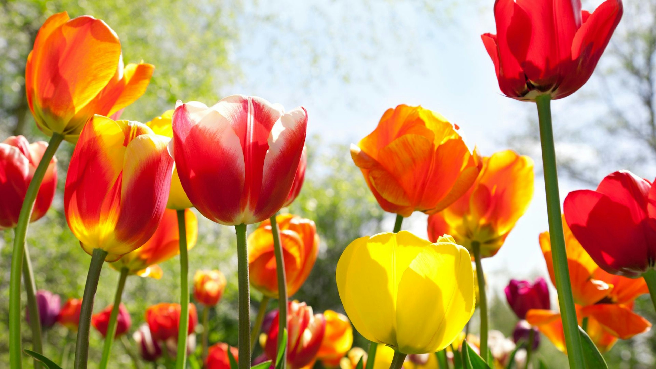 Tulips