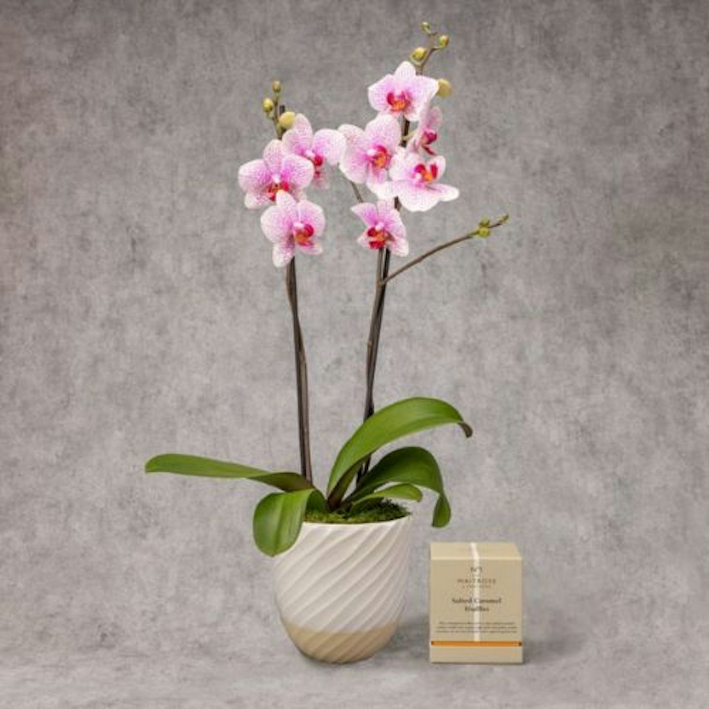 Twin Stem Orchid in Ceramic Planter