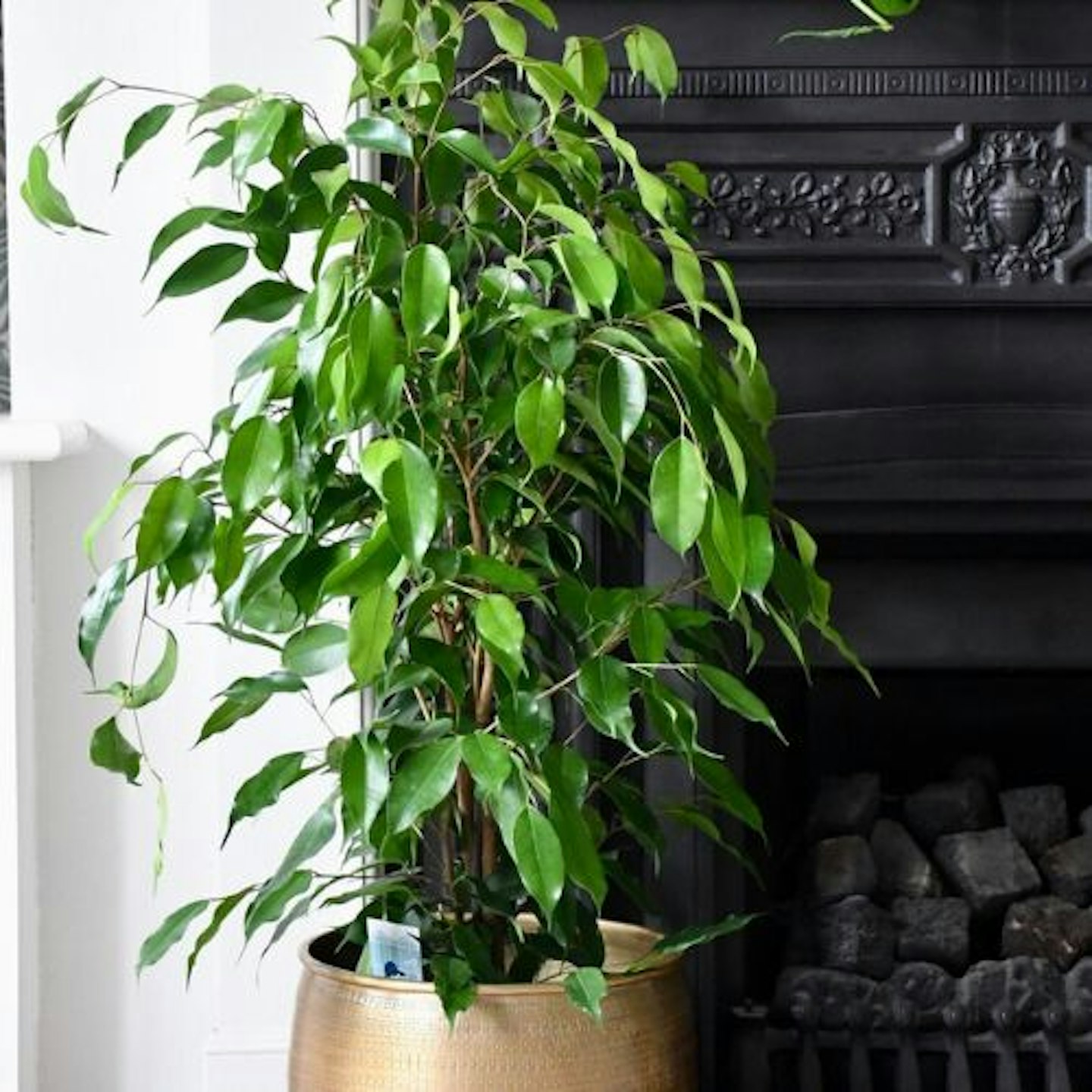 Weeping Fig Tree - Ficus Benjamina