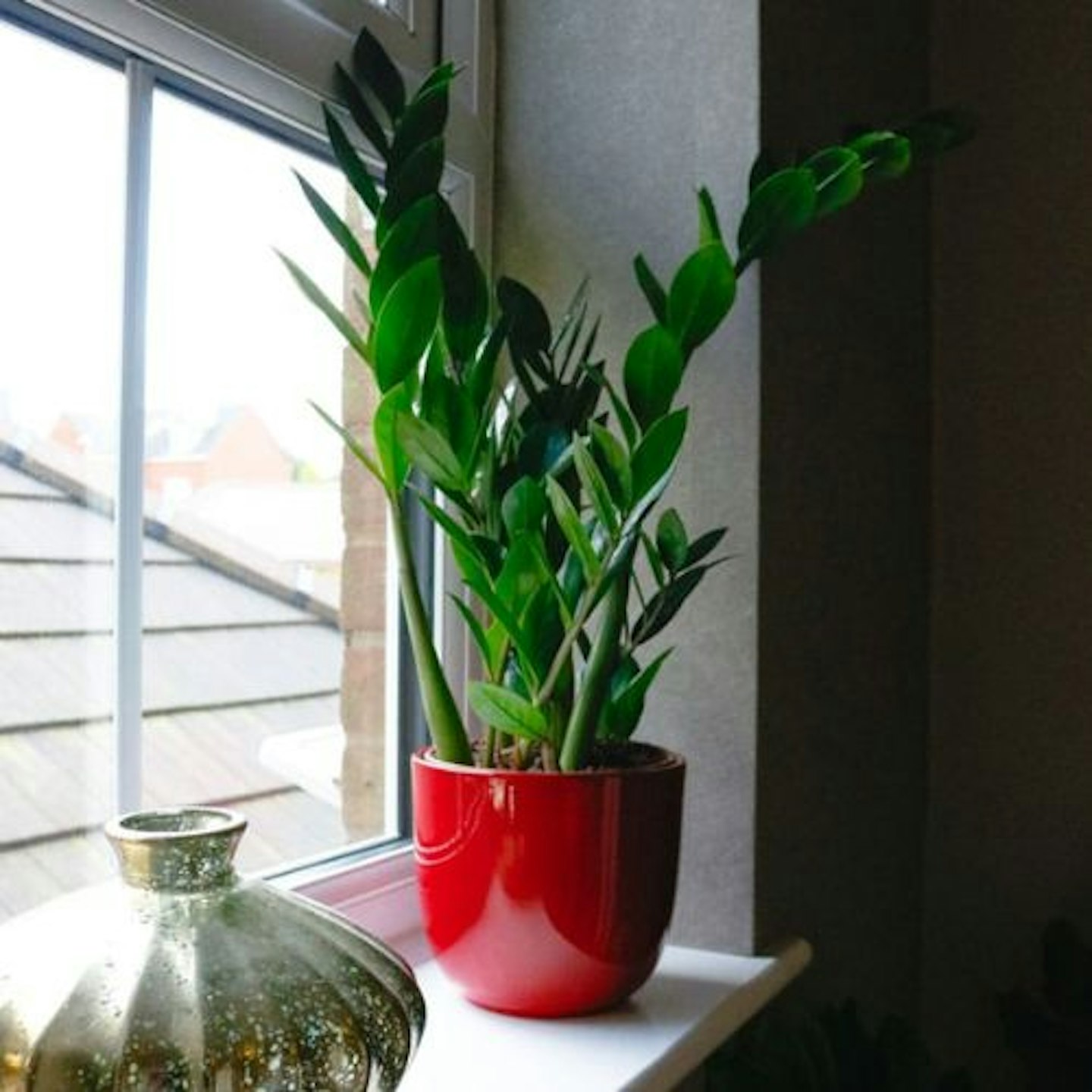 ZZ Plant ZAMIOCULCAS ZAMIIFOLIA