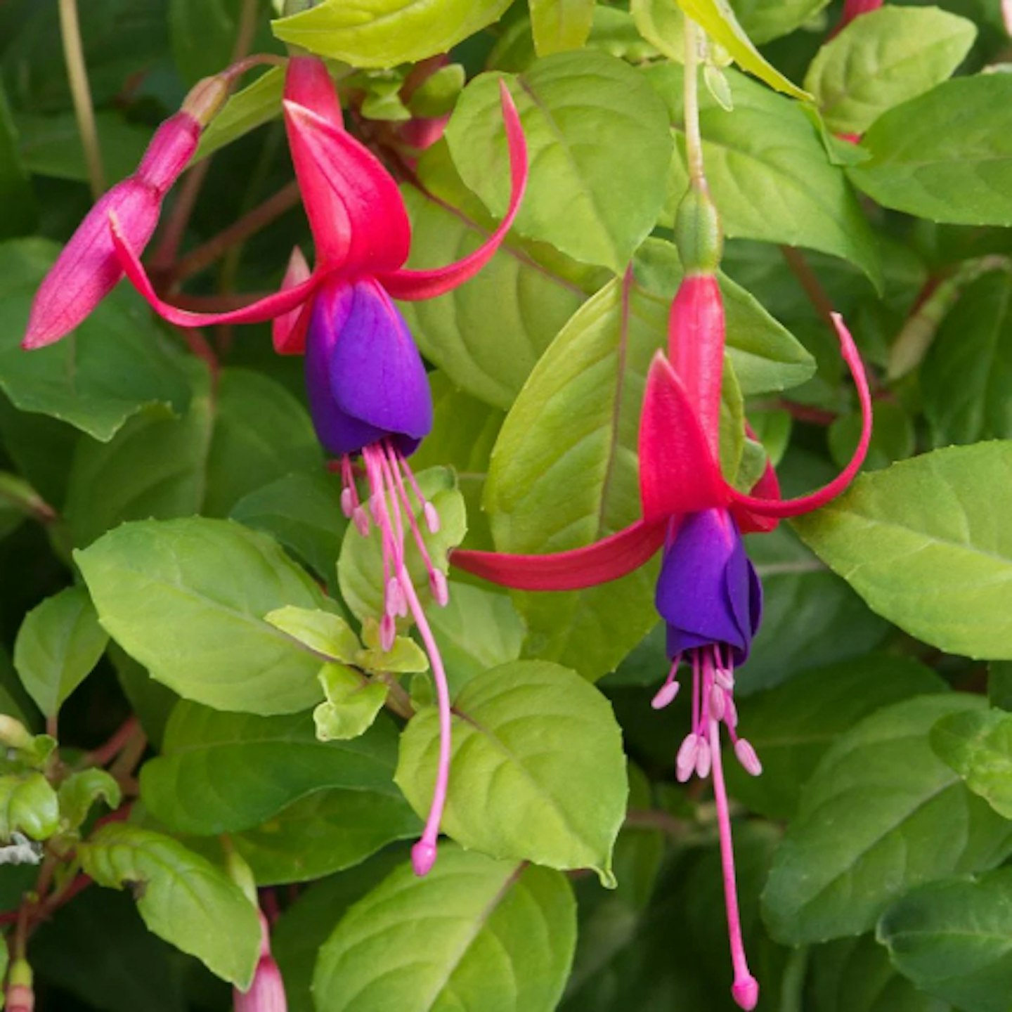 Fuschsia