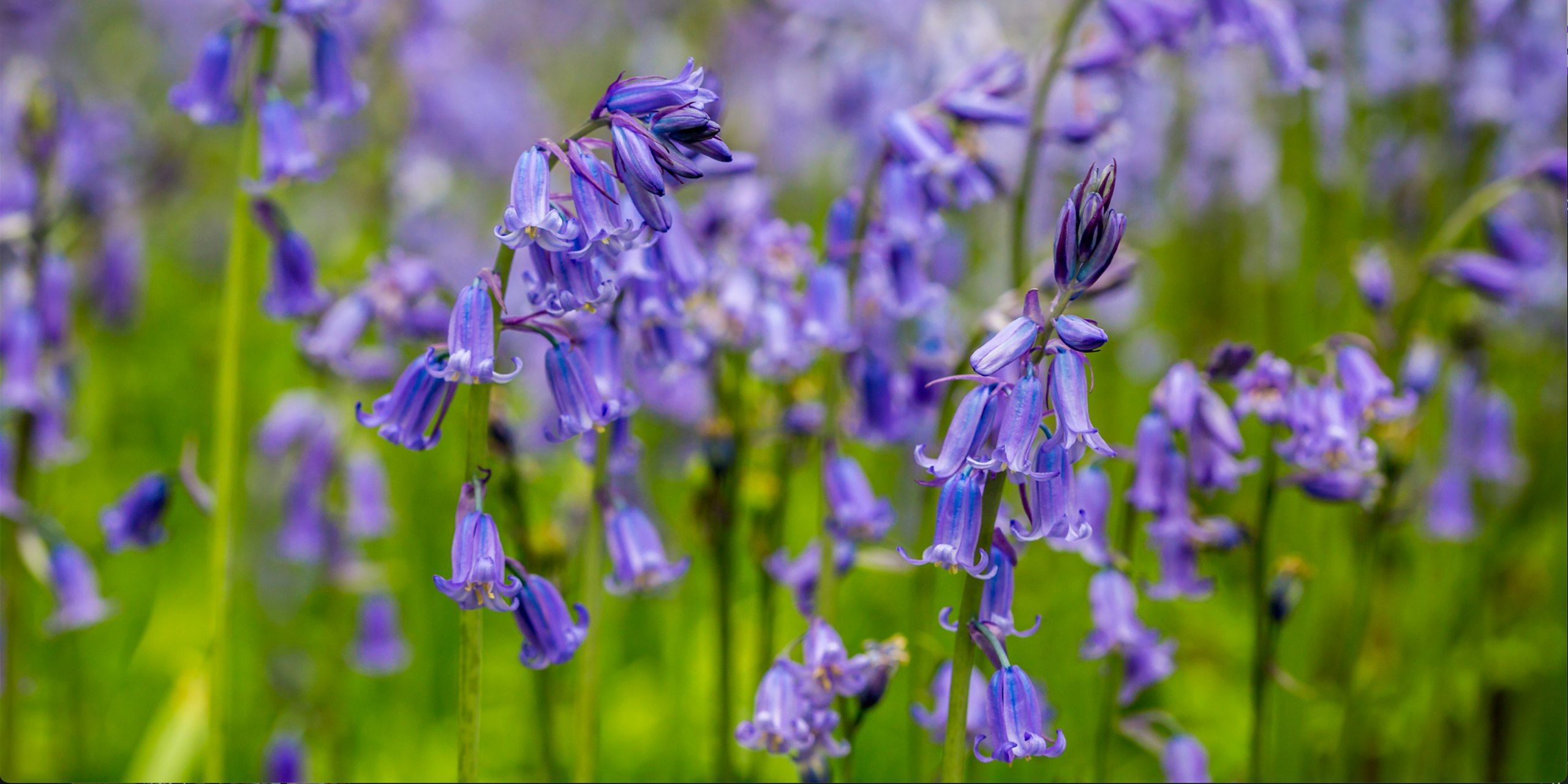 hyacinthoides non scripta - resized