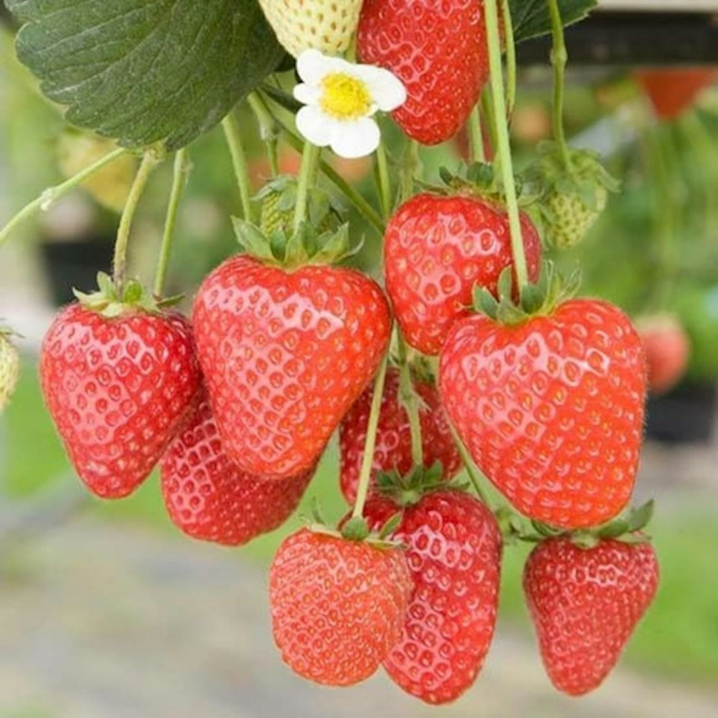 Strawberry plant 