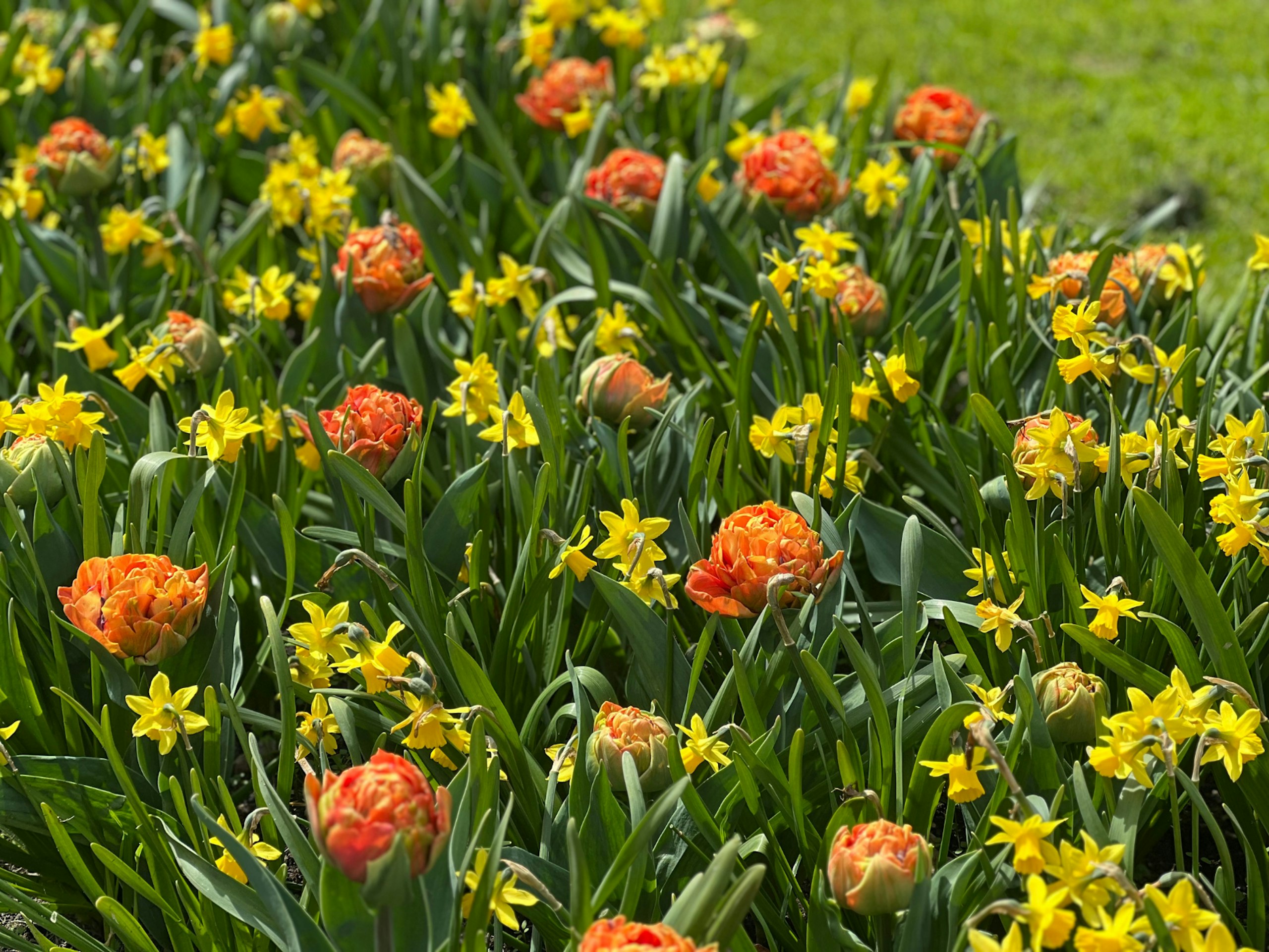 tulip orange princess _ narcissus tete a tete - resized