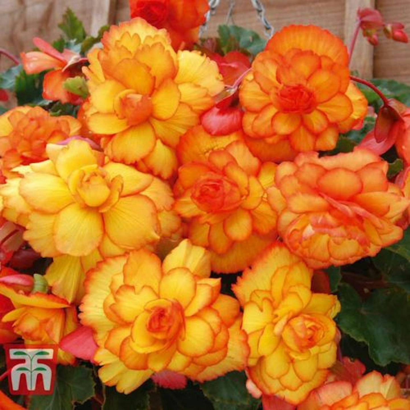 Begonia 'Cascading Fireball'