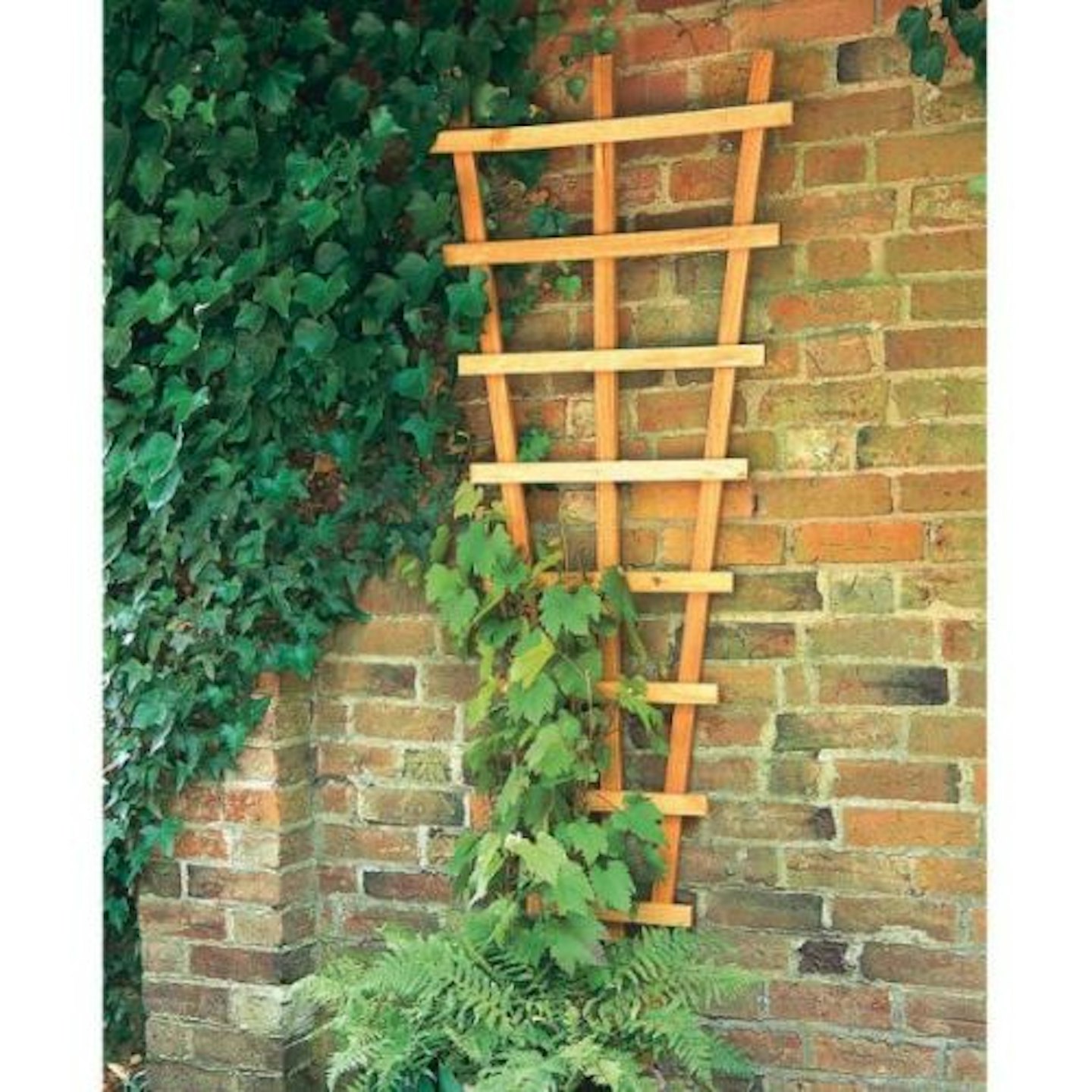Forest Decorative Fan Wall Trellis