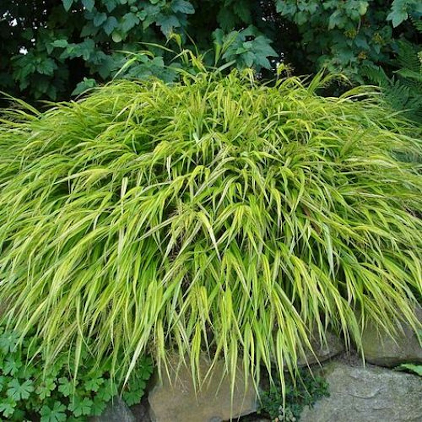 Hakonechloa macra 'Aureola'