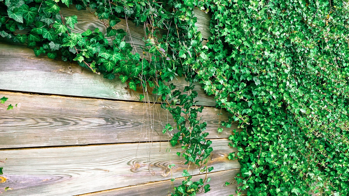 Ivy Growing on a Fence