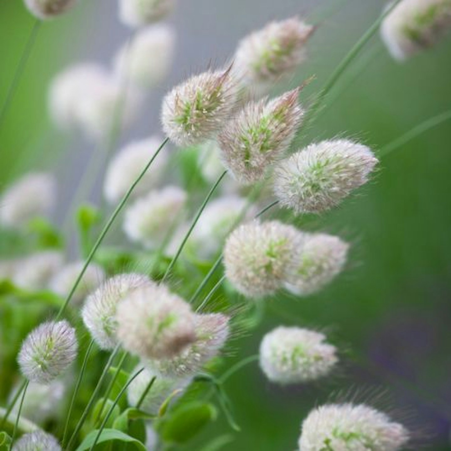 Lagurus ovatus 'Bunny's Tails Grass'