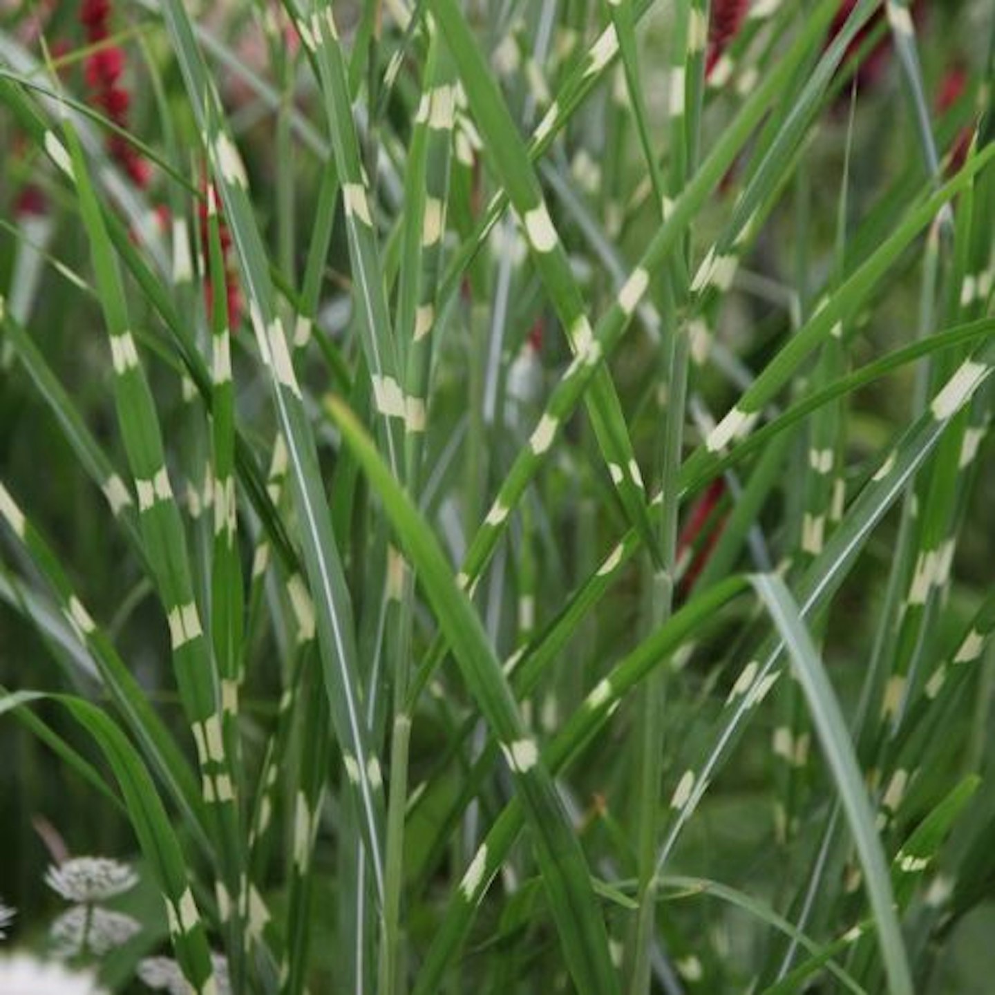 Miscanthus Sinensis 'Zebrinus'