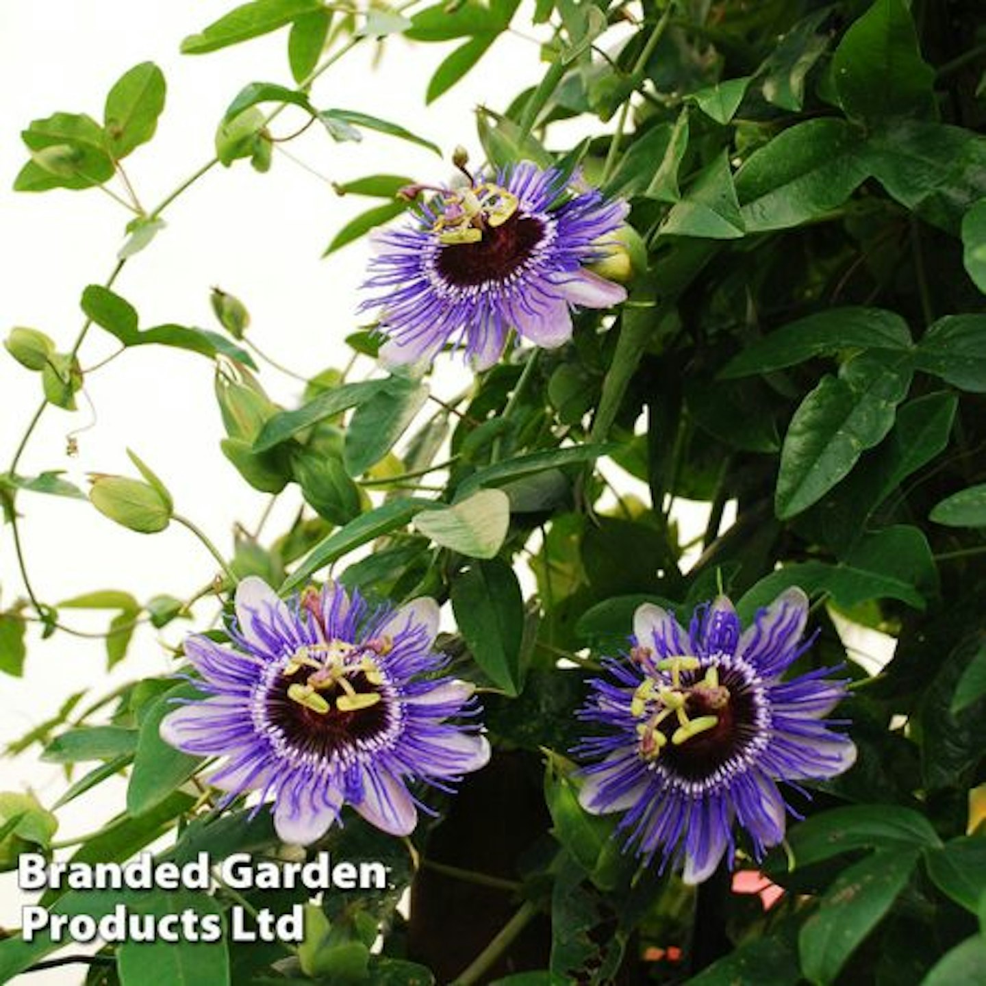 Passiflora 'Purple Haze'