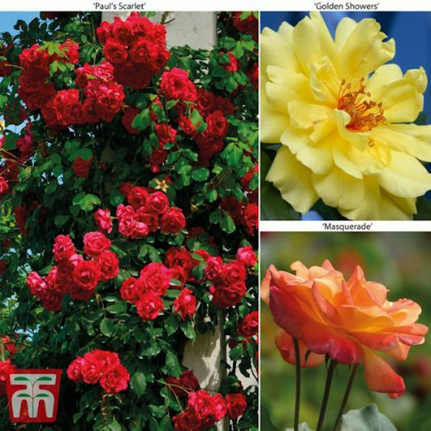 Rose 'Climbing Collection'