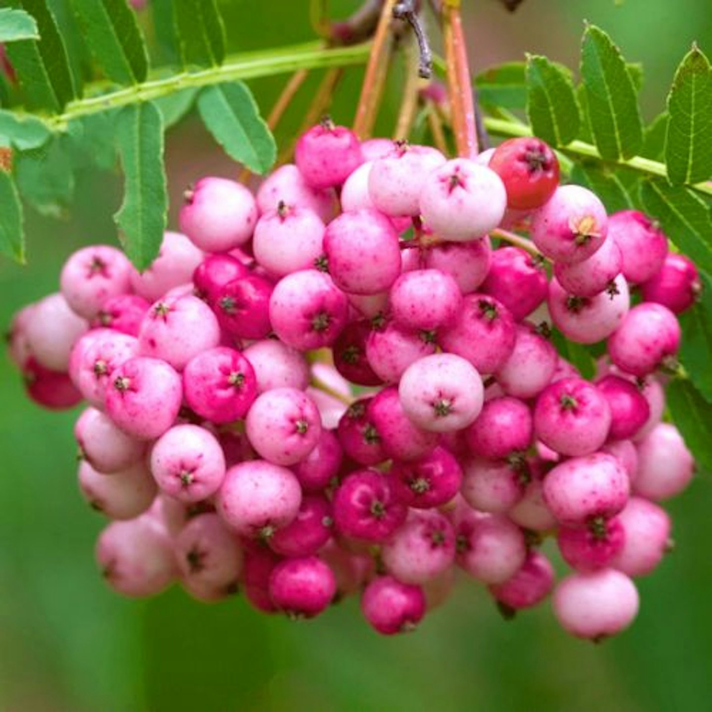 Sorbus vilmorinii Tree