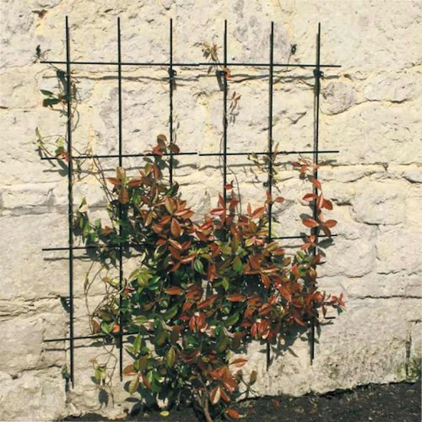 Square Trellis