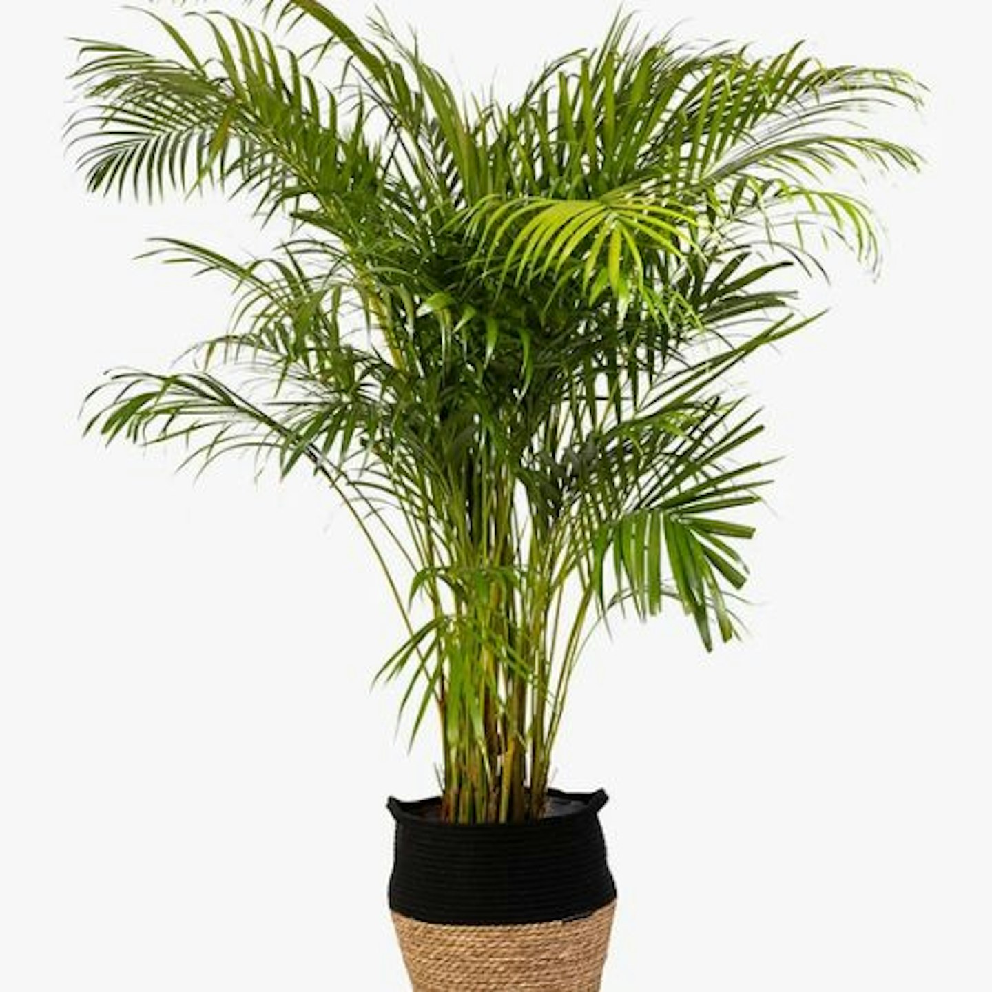The Little Botanical Extra Large Areca Palm Plant & Basket