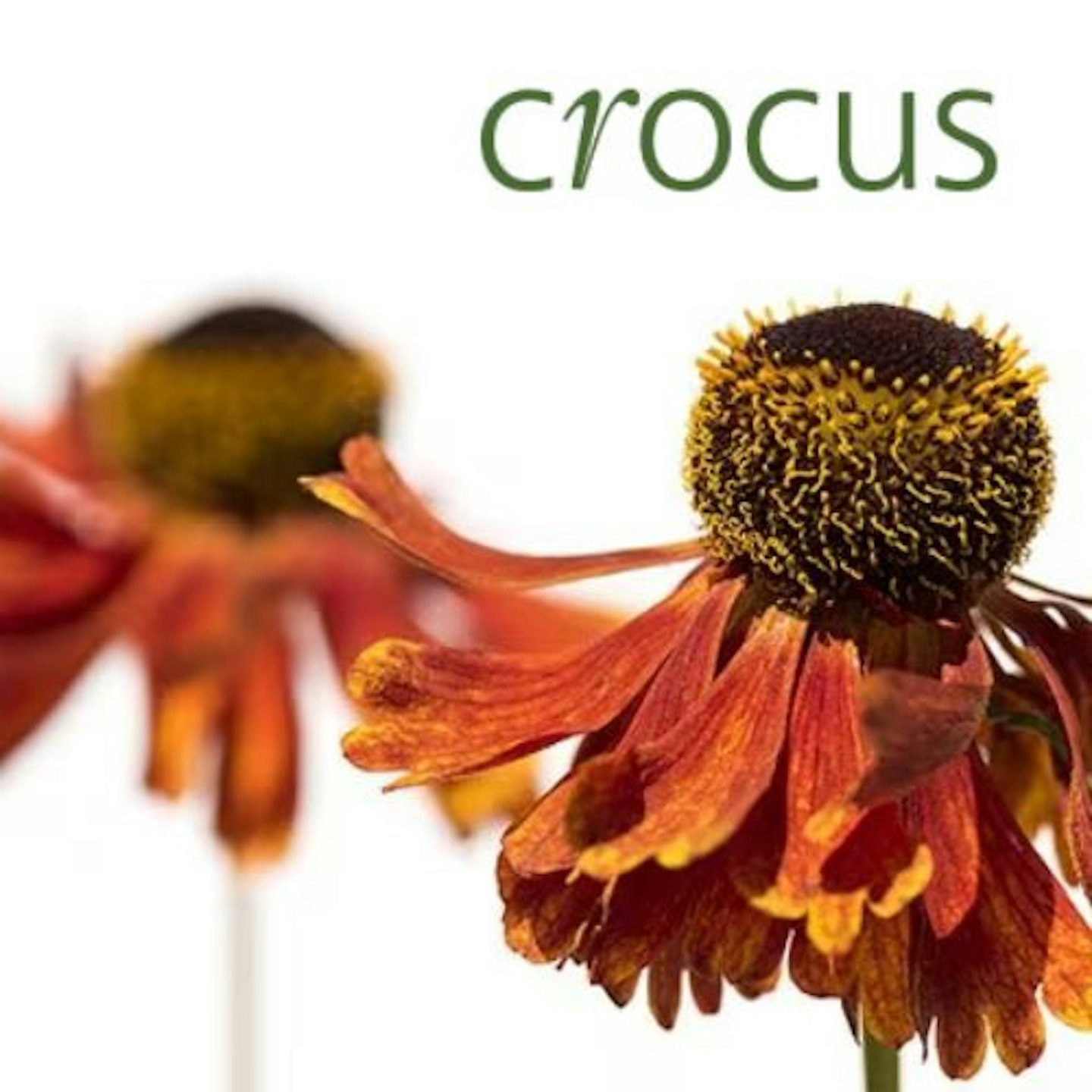 Crocus Online Gift Voucher