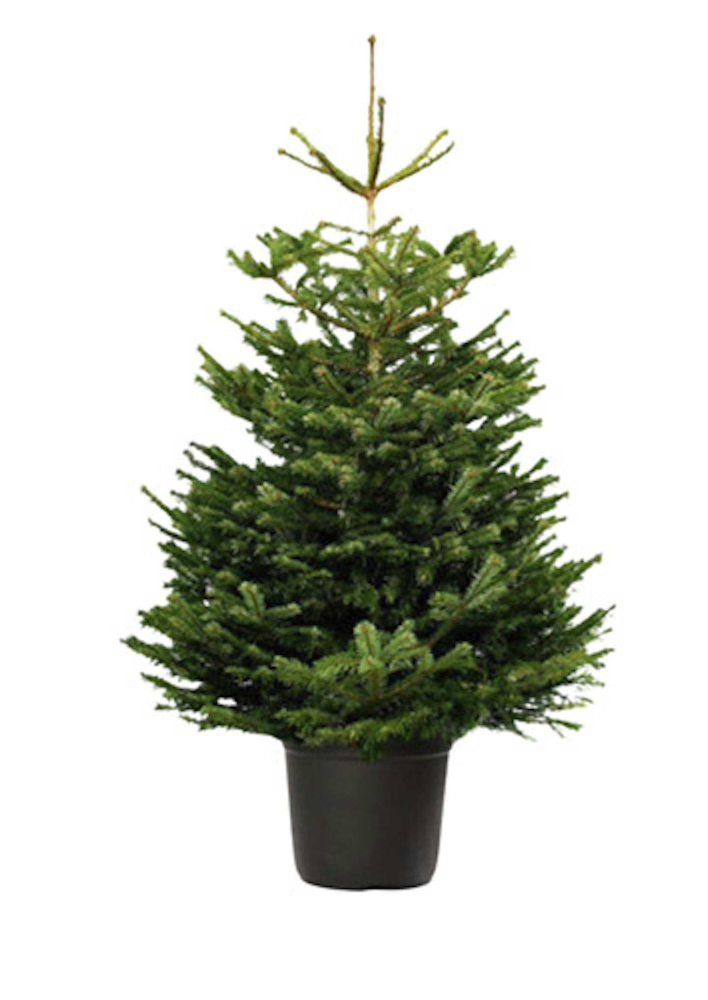 pot-grown christmas tree