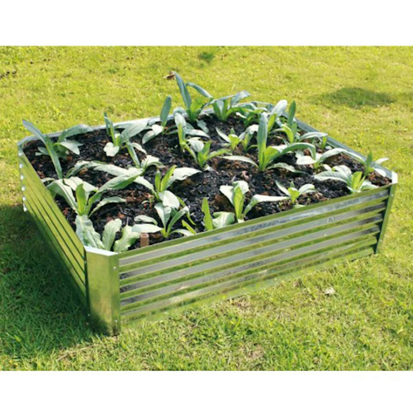 Crocus metal bed 