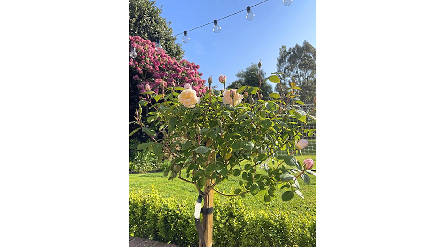 rose ‘The Lady Gardener’ in sunny garden