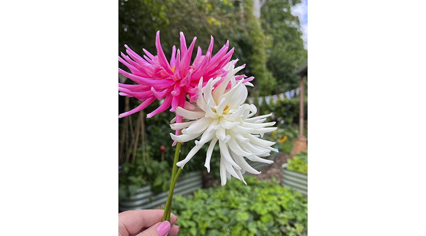 dahlias