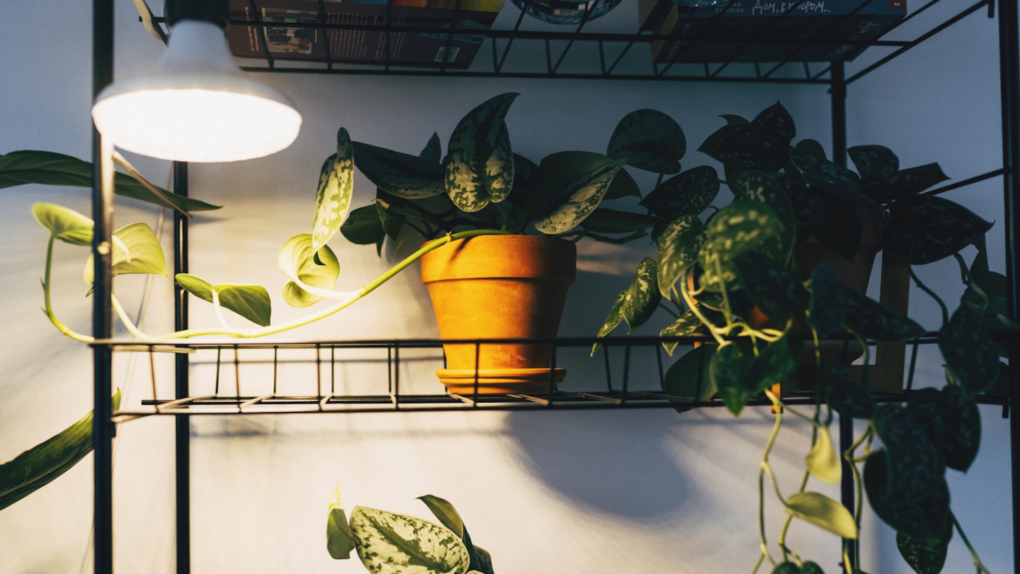 Best indoor plant lamps and artificial lighting UK 2024