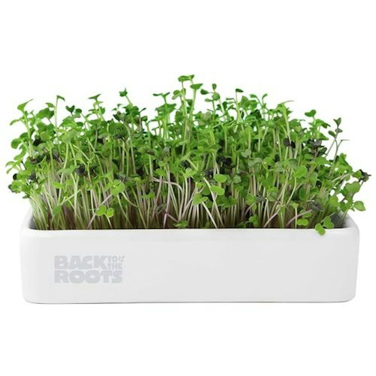 Back to the Roots 43002 Organic Microgreens Grow Kit with Ceramic Planter