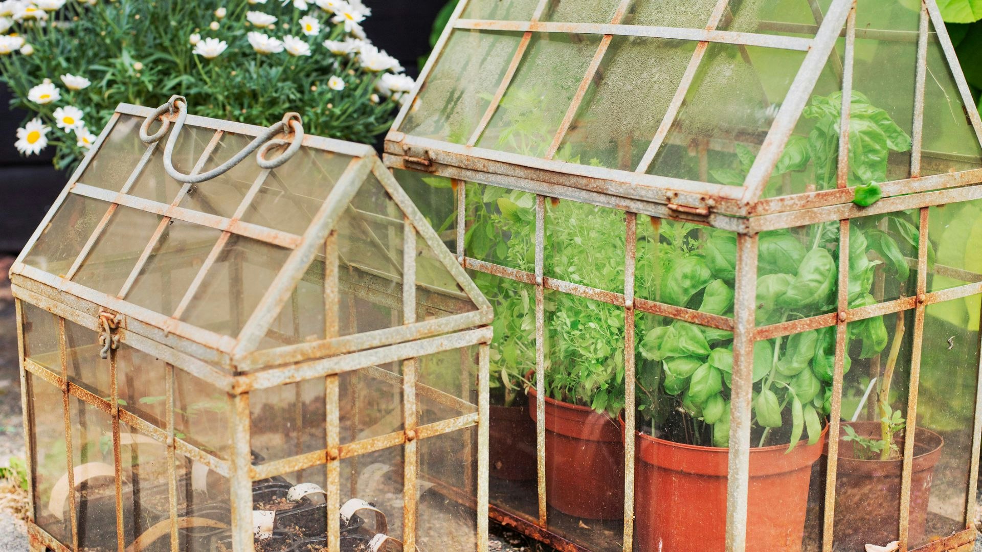 Plants in small greenhouses