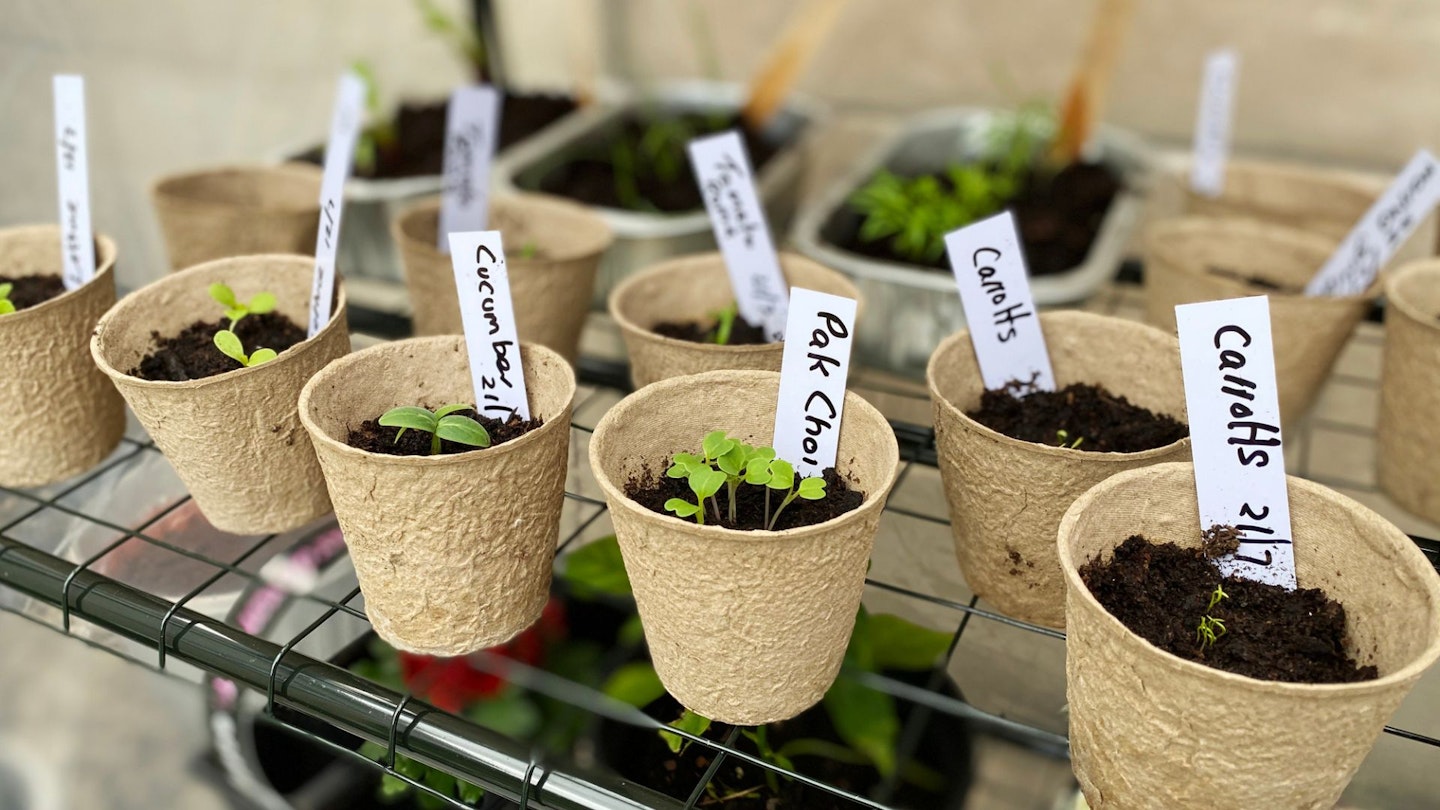 Vegetable seedlings growing in pots ready to be planted in the garden