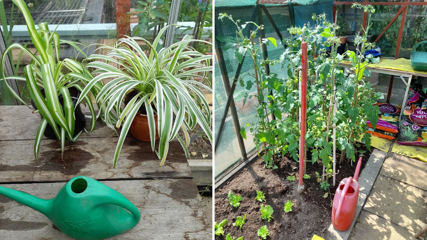 Plastic watering cans used to water spider plants and tomatoes in the greenhouse
