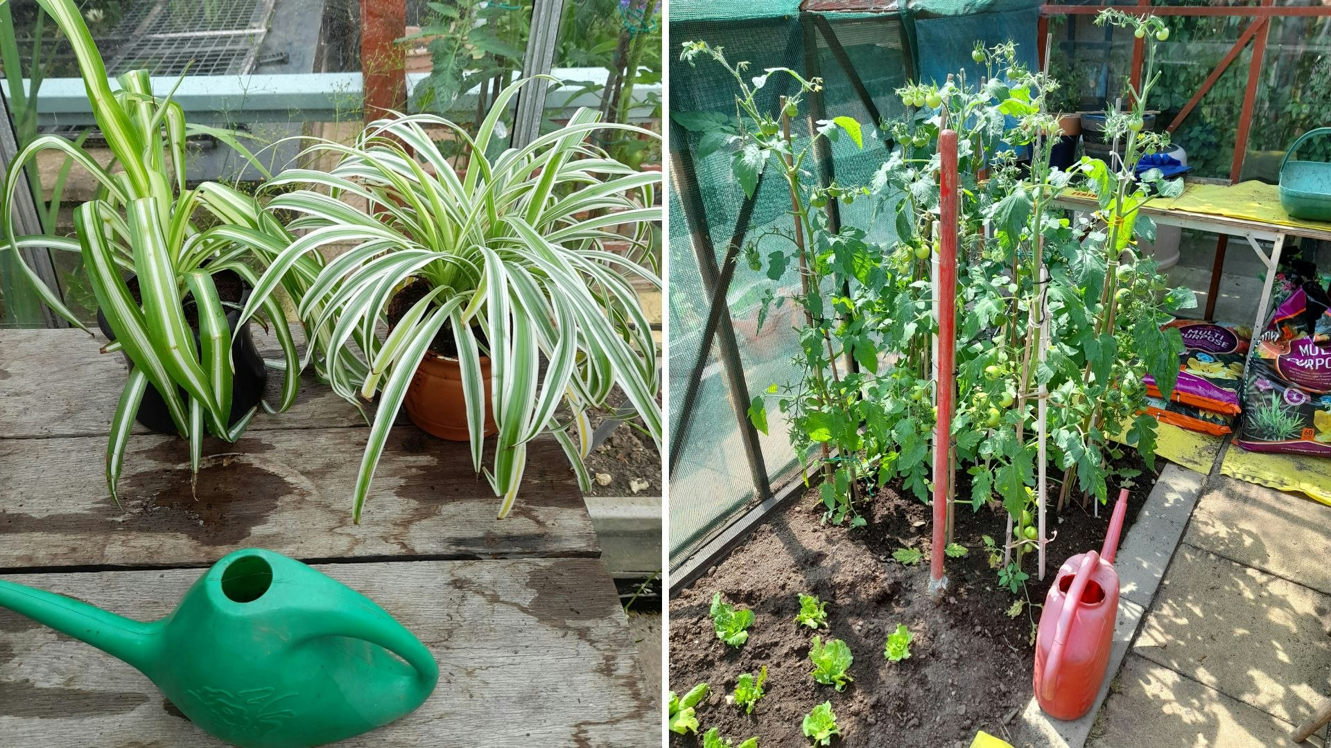 Plastic watering cans used to water spider plants and tomatoes in the greenhouse