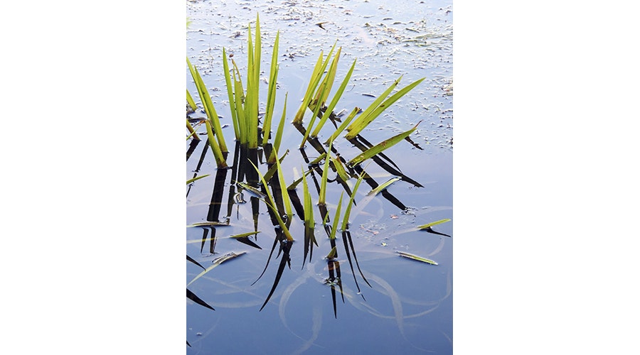 Close up of submerged aquatic plant Stratiotes aloides, commonly known as water soldiers or water pineapple;
