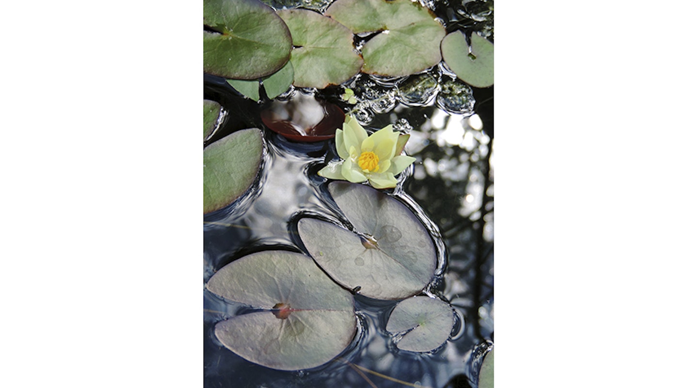 Close up of the blooming flower of miniature water lily Nymphaea 'Pygmaea Hevola'.