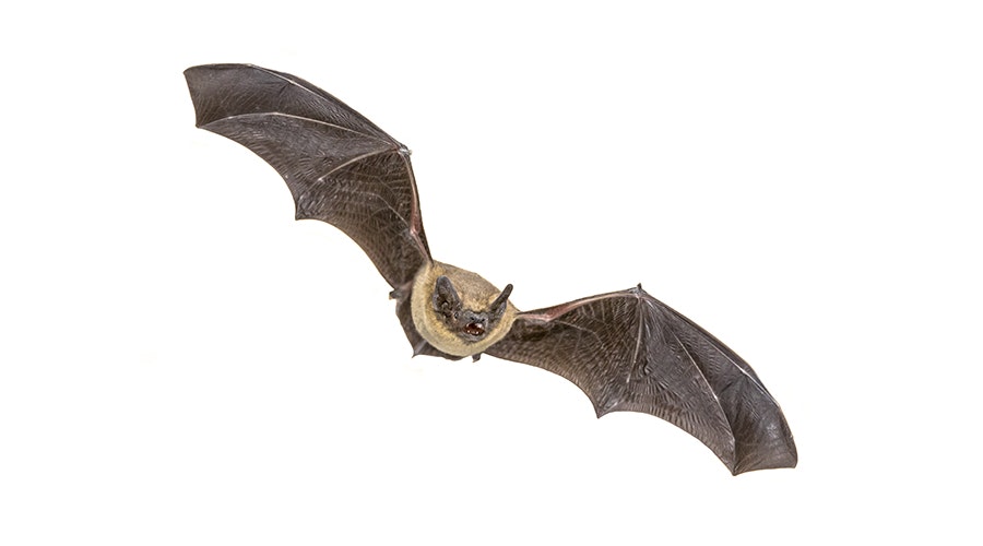 Flying Pipistrelle bat (Pipistrellus pipistrellus)