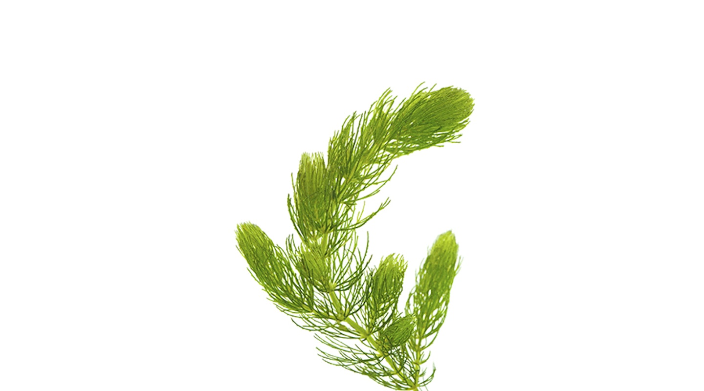 Hornwort ( Ceratophyllum demersum )