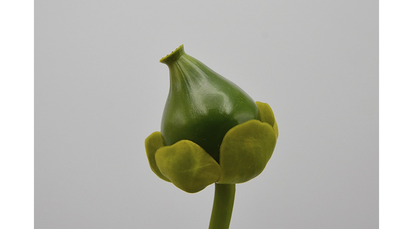 Nuphar lutea, the yellow water-lily, brandy-bottle, or spadderdock, is an aquatic plant of the family Nymphaeaceae, fruit