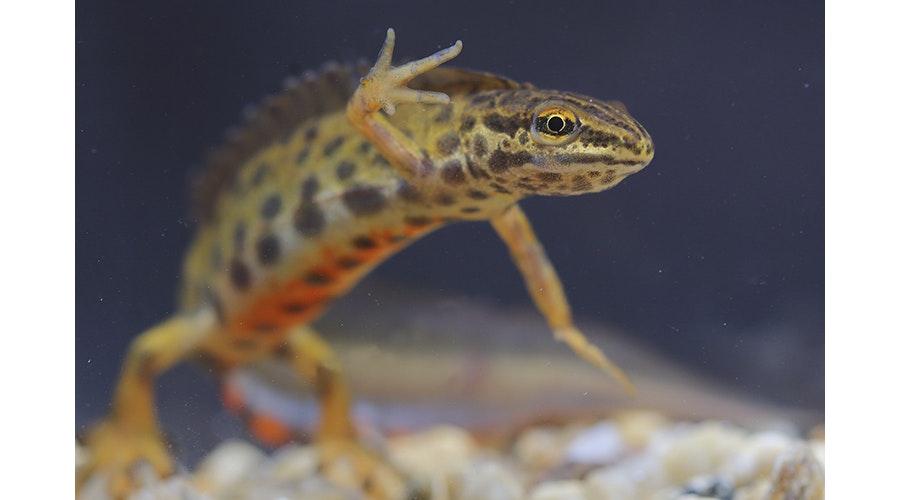 The smooth newt, European newt, northern smooth newt
