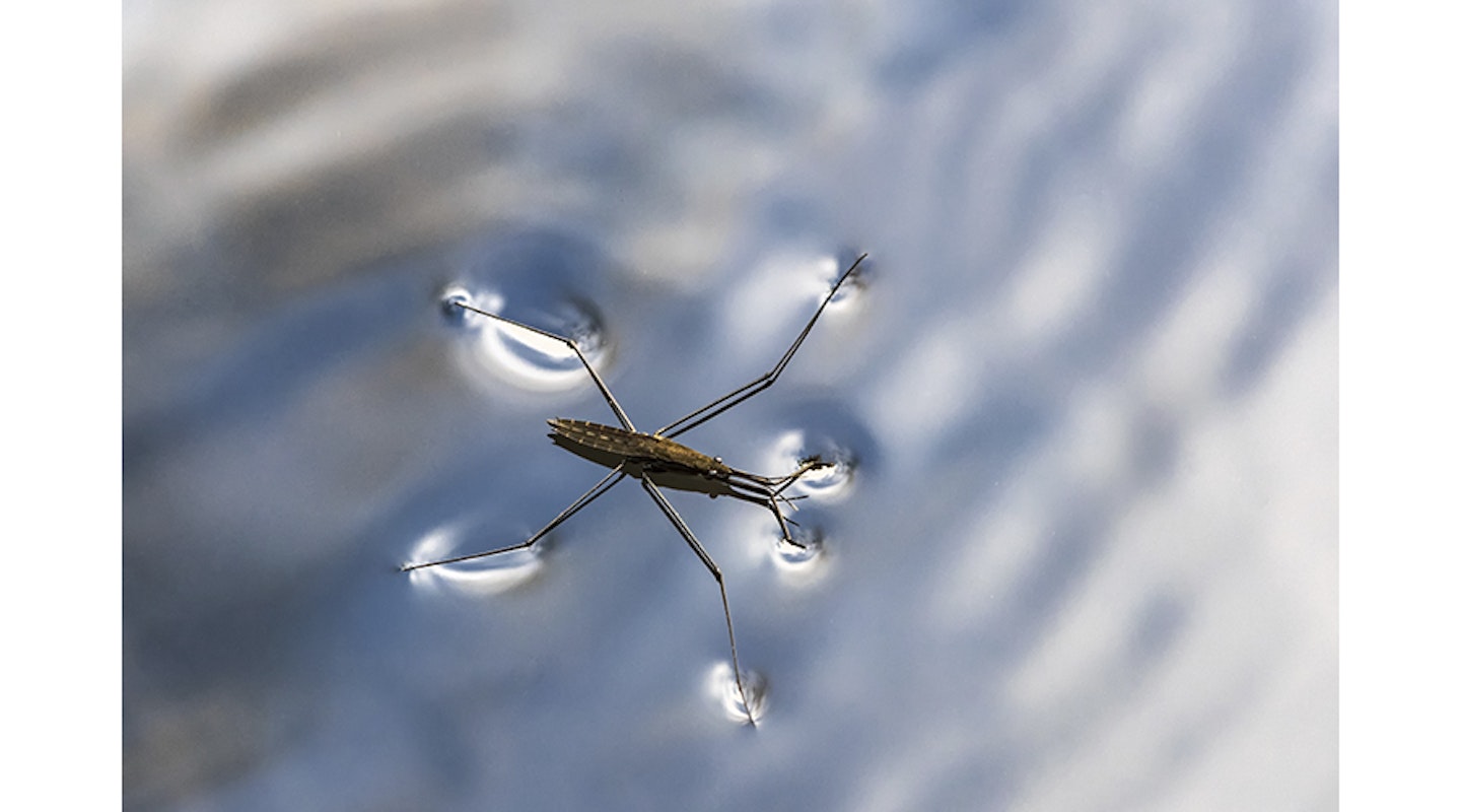 Gerris lacustris, commonly known as the common pond skater