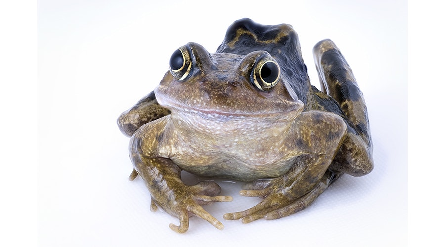 Common frog, rana temporaria,