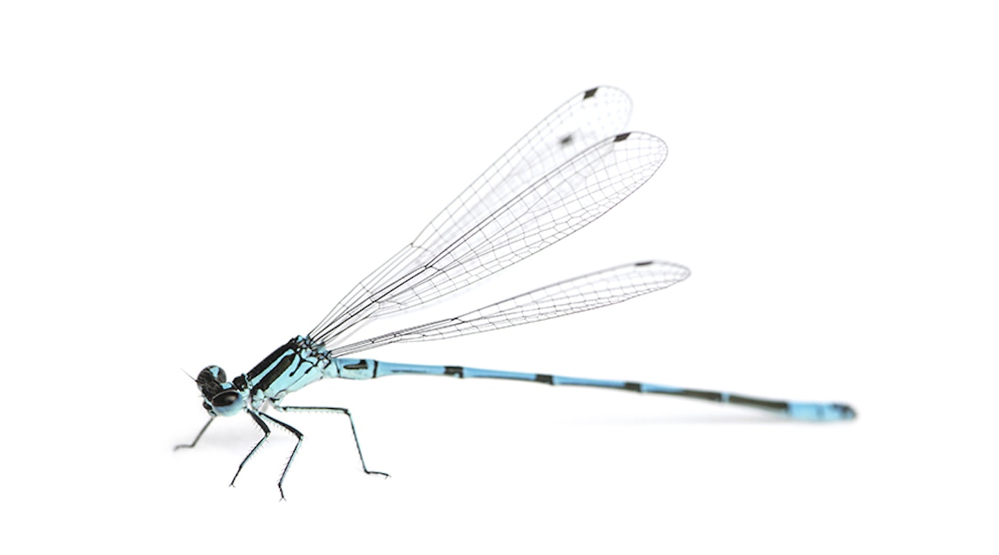 Azure damselfly, Coenagrion puella