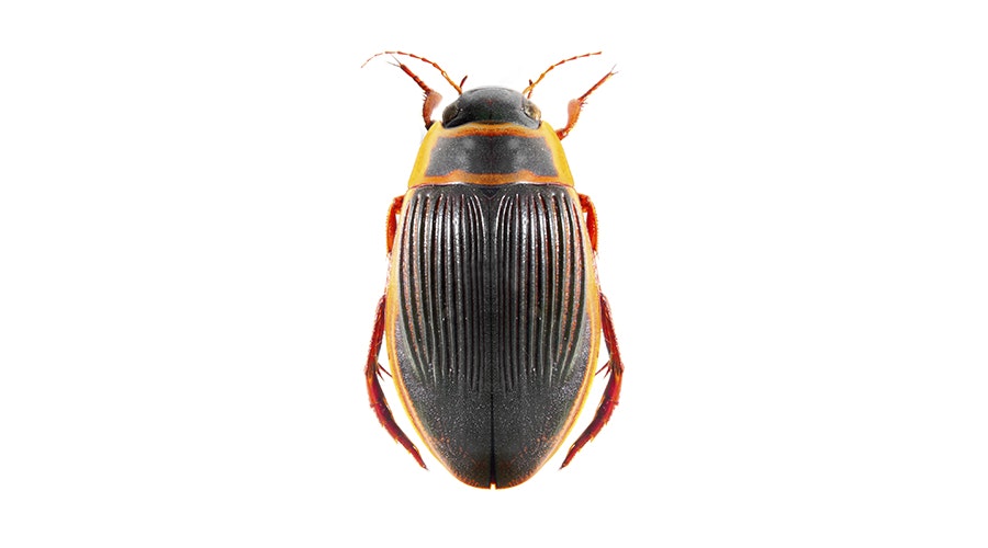 The great diving beetle (Dytiscus marginalis)