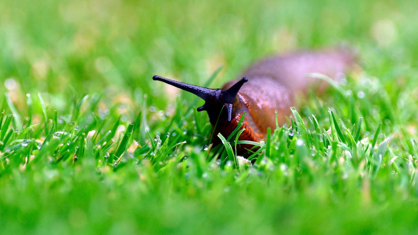 Slug in garden