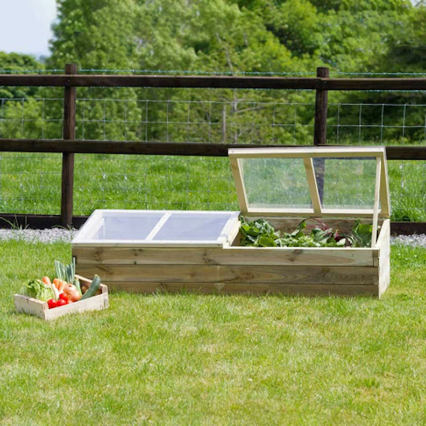 Crocus cold frame 