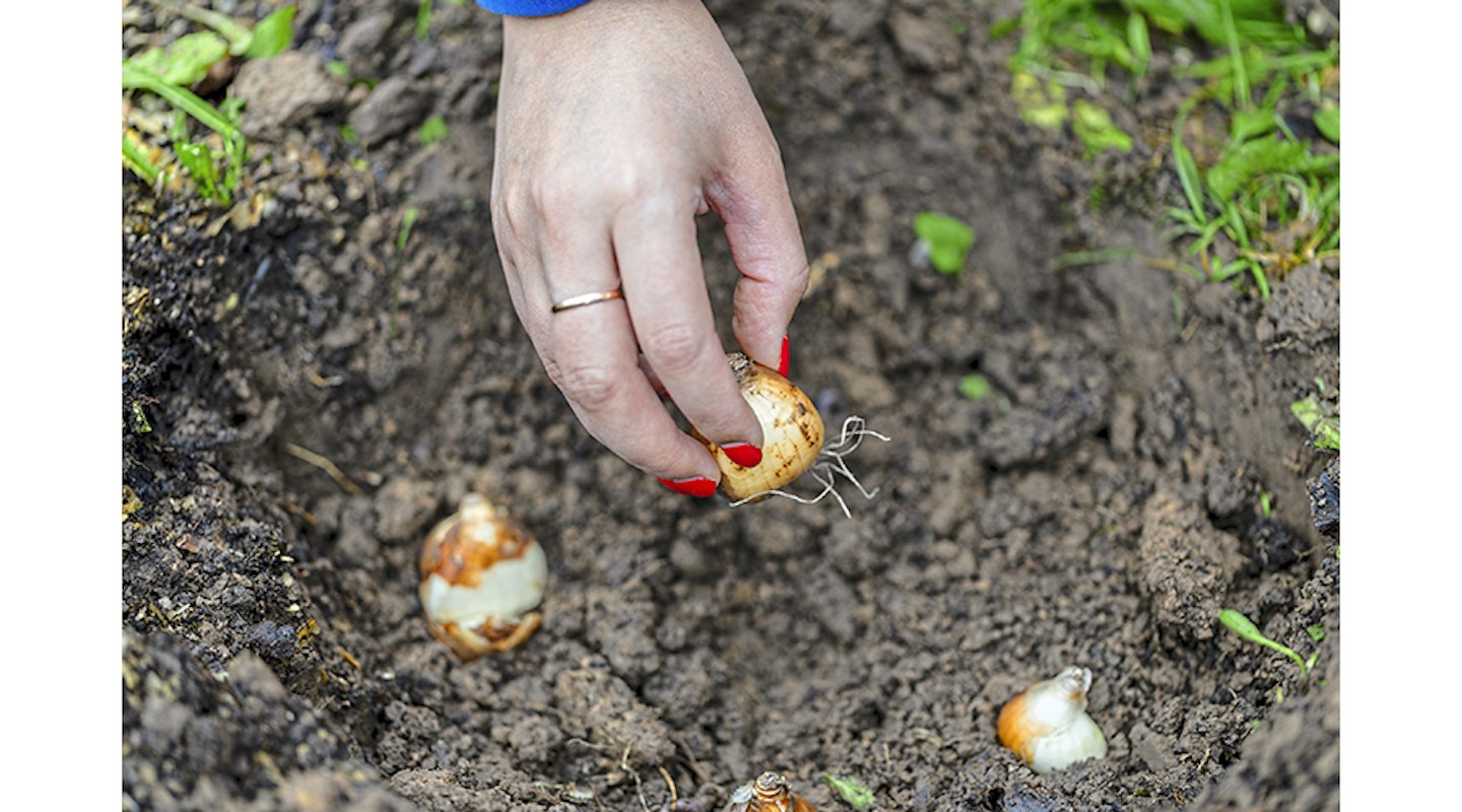 hand holding daffodil bulbs before planting in the ground;