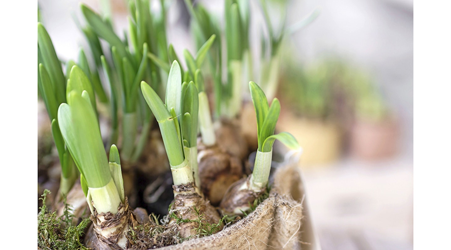 Planting daffodil bulbs