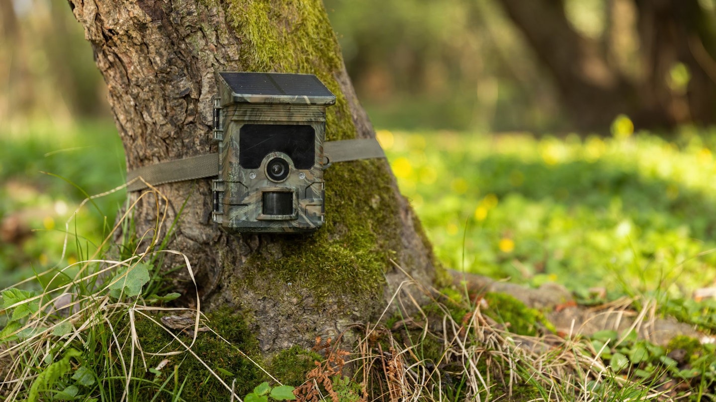 Wildlife camera on tree