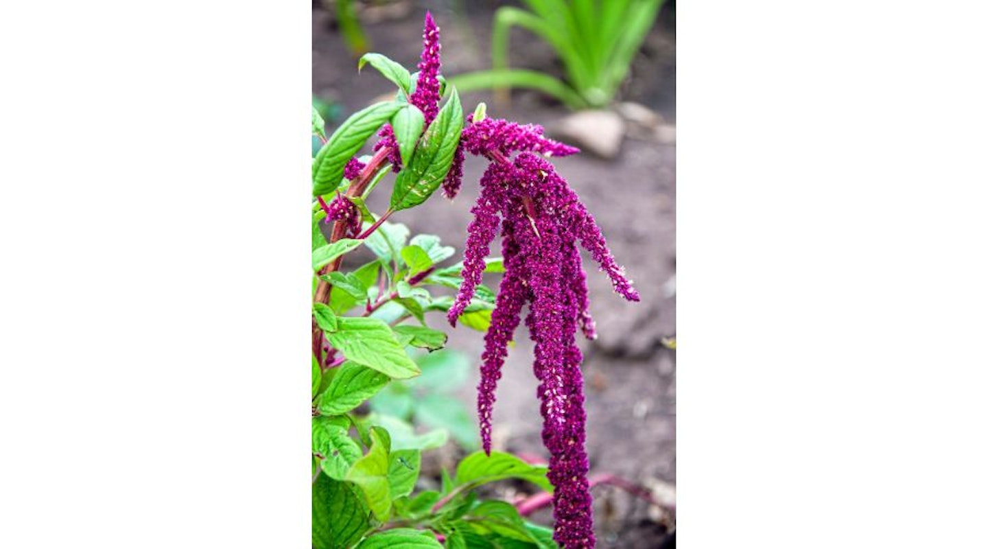 Love-Lies-Bleeding