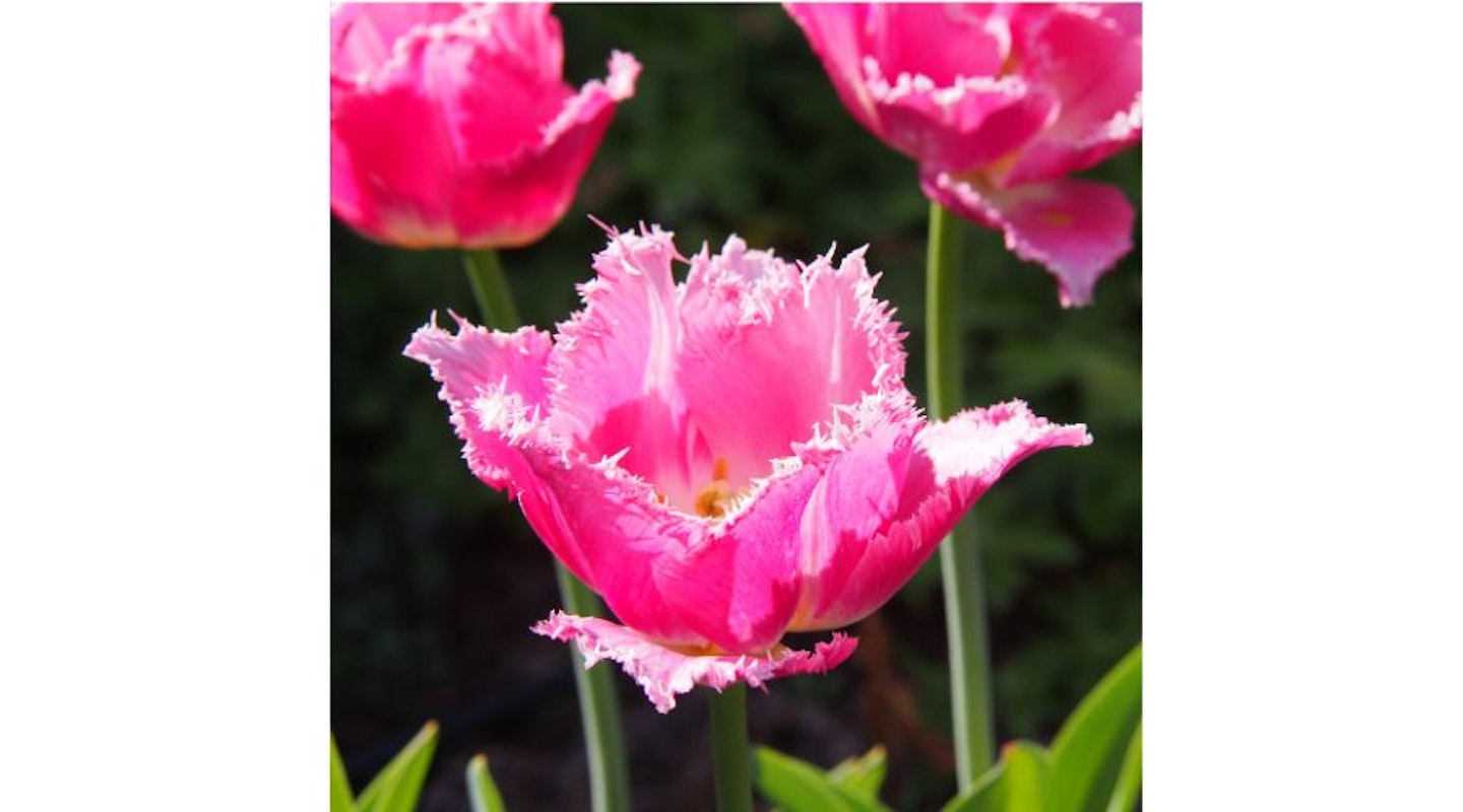 tulip 'Crispion Love'