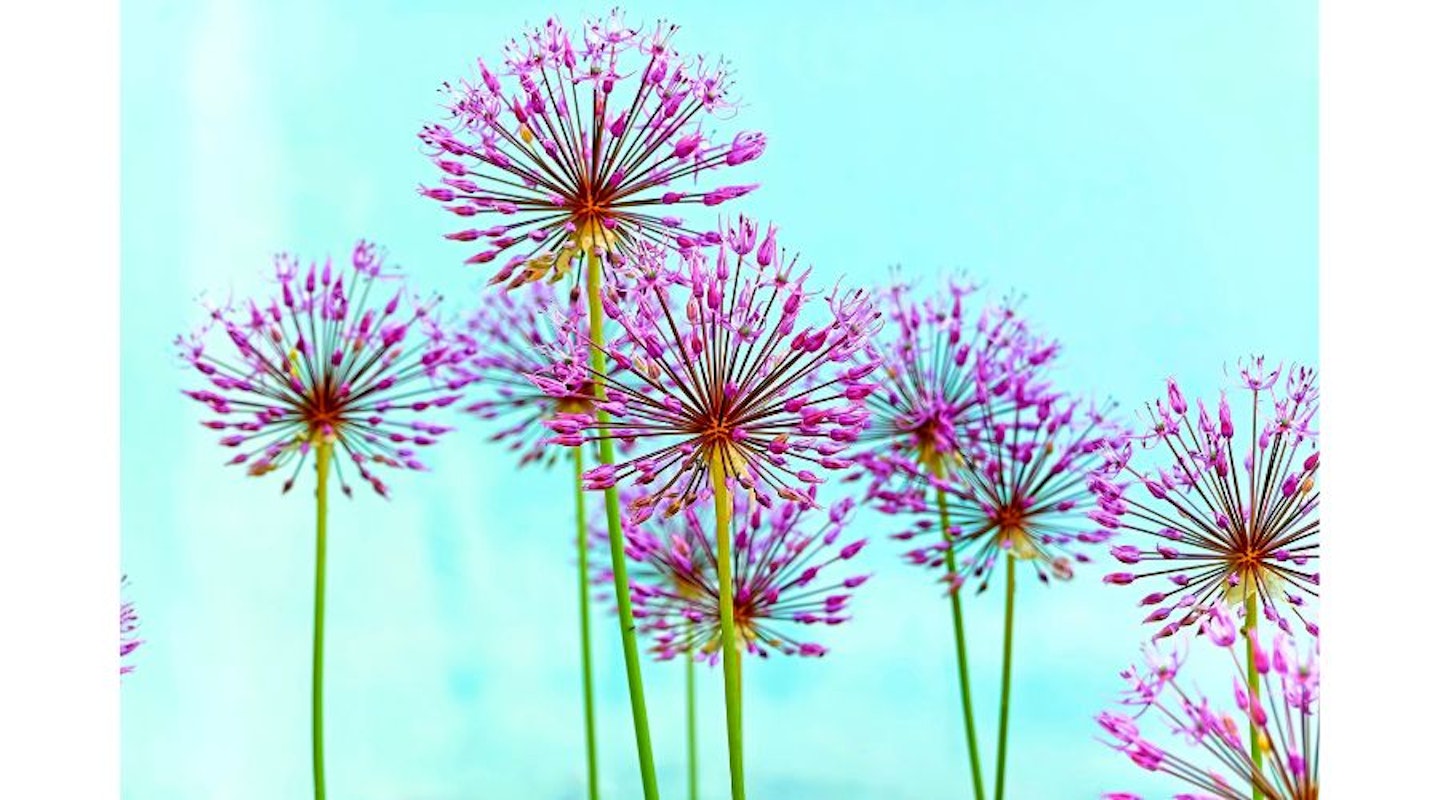 Schubert’s Allium