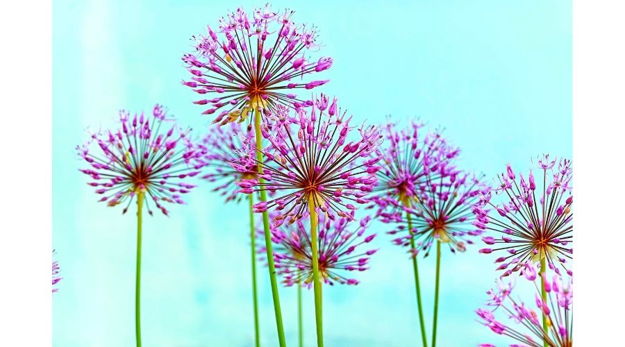 Schubert’s Allium